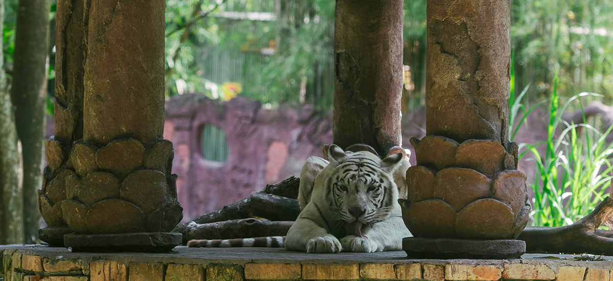 Maharajah Jungle Trek