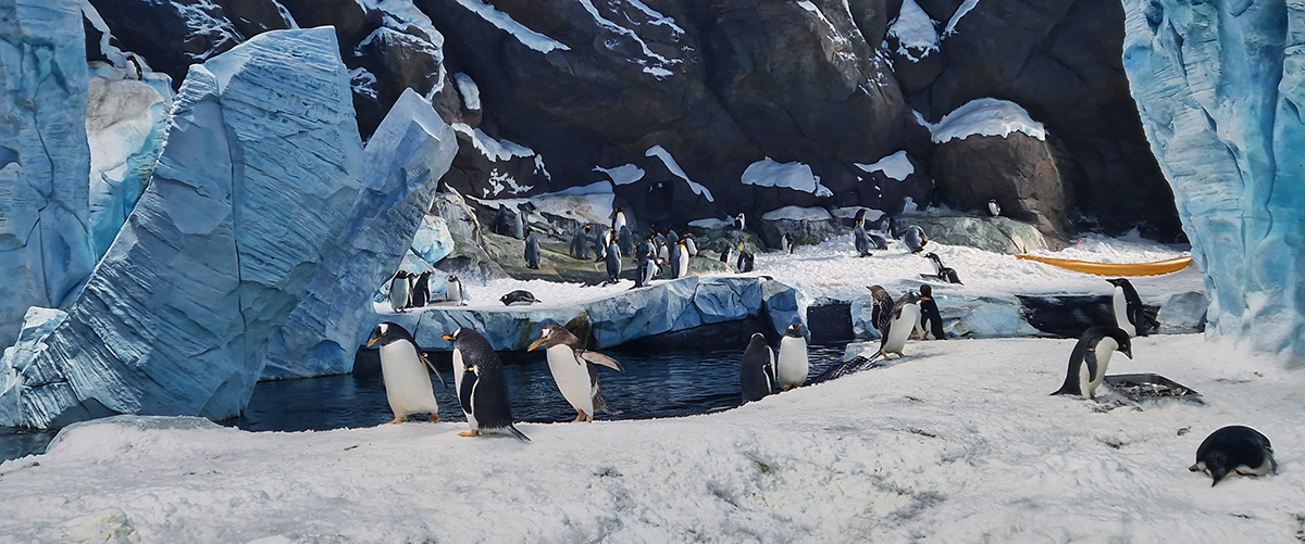 Antarctica Realm in SeaWorld Abu Dhabi