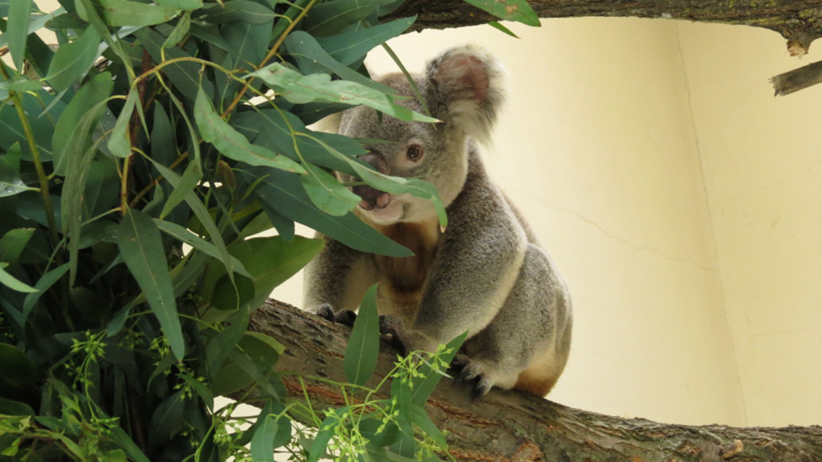 koala at zoo aquarium