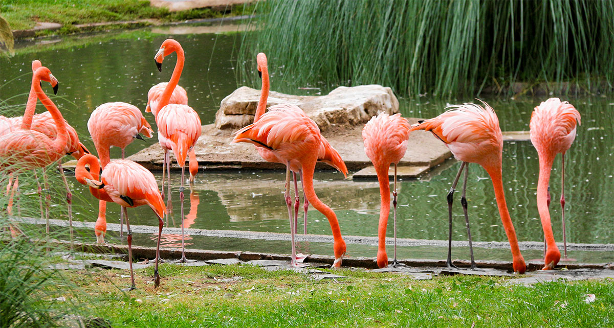 flamingos at zoo aquarium