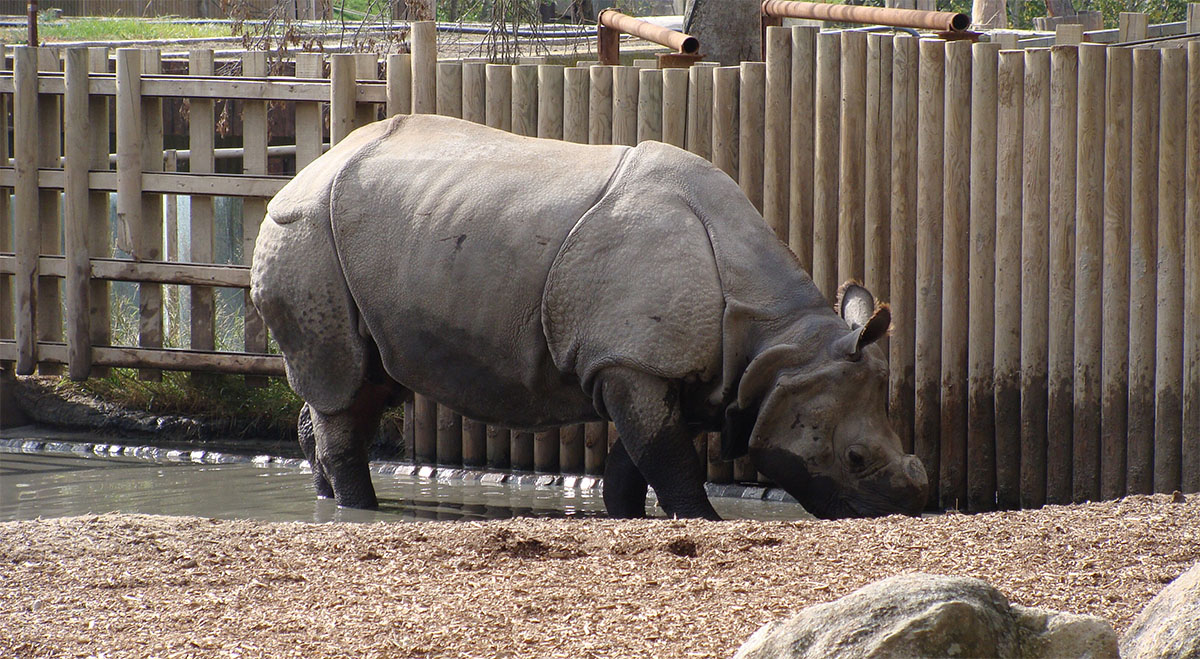Rhino at Zoo Aquarium