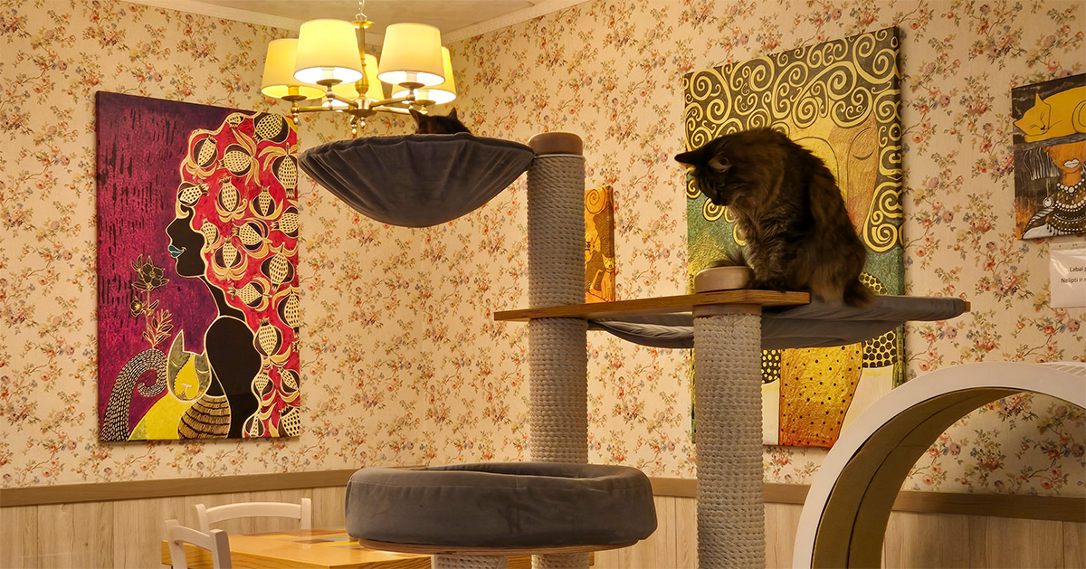 A friendly rescue cat in the Cat Cafe Kačių Kavinė - Vilnius Travel Guide