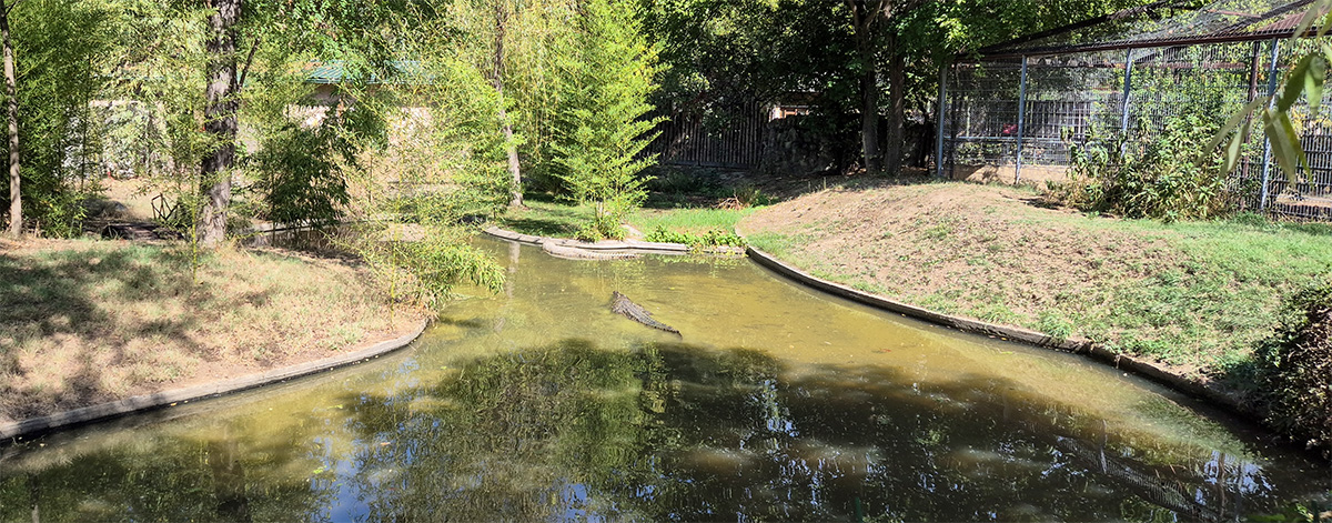 A large Nile crocodile resting by the water at Skopje Zoo