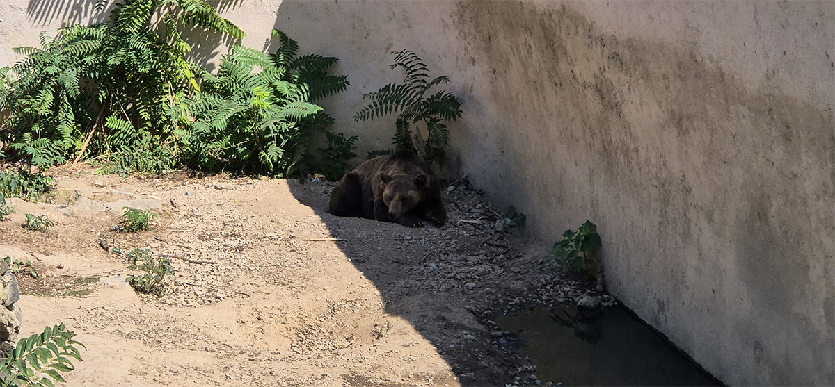 A large brown bear keeping cool in the shade at Skopje Zoo North Macedonia