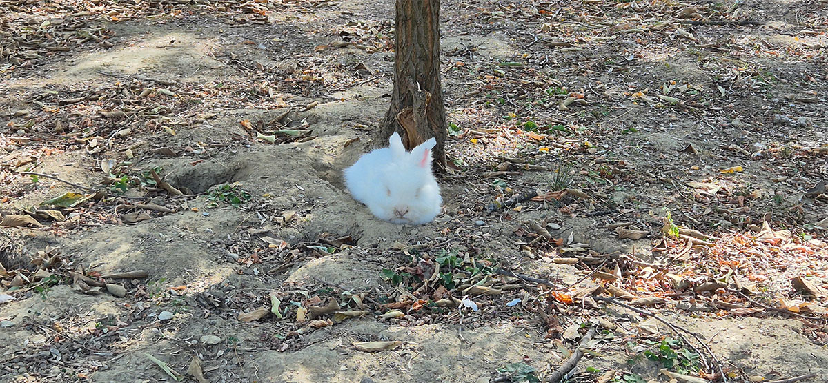 A fluffy white rabbit relaxing in its enclosure at Skopje Zoo