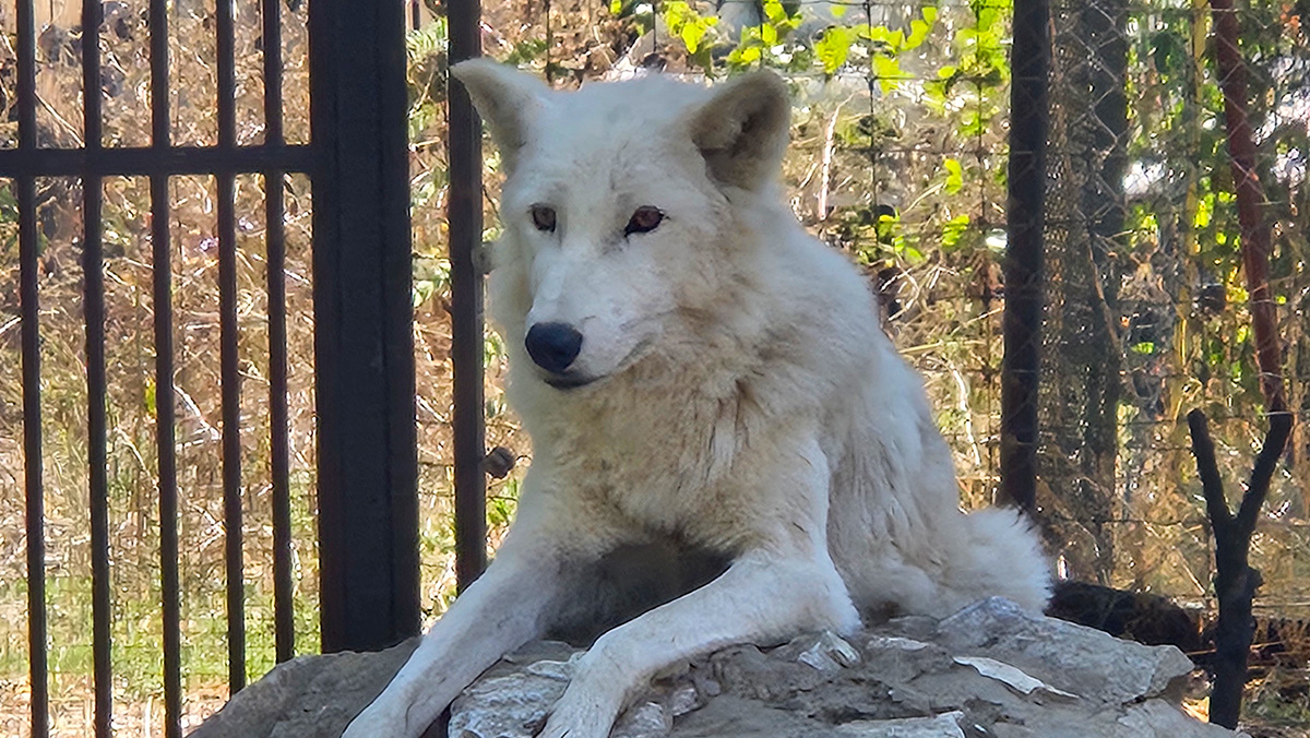 A white wolf resting in its grassy enclosure at Skopje Zoo